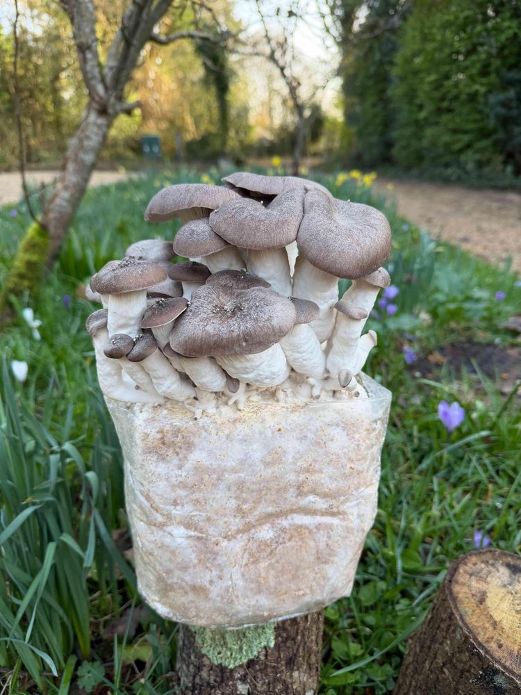 Black Pearl Oyster Mushroom Growing Kit outside
