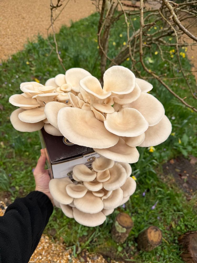 Hand holding White Oyster Mushroom Growing Kit Top down view