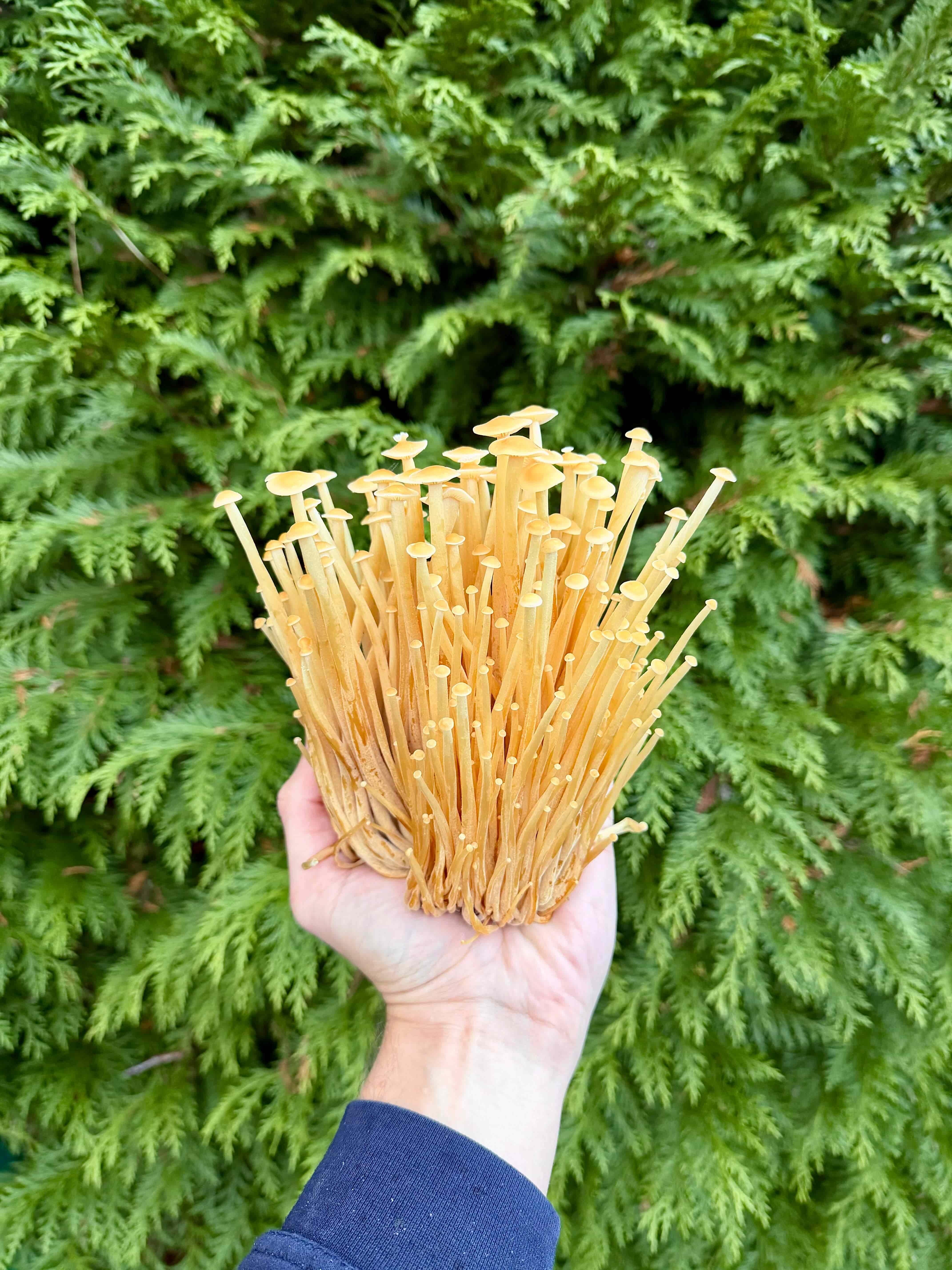 Golden Enoki Mushroom Crop
