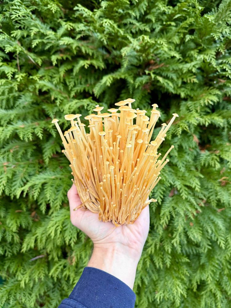Golden Enoki Mushroom Crop