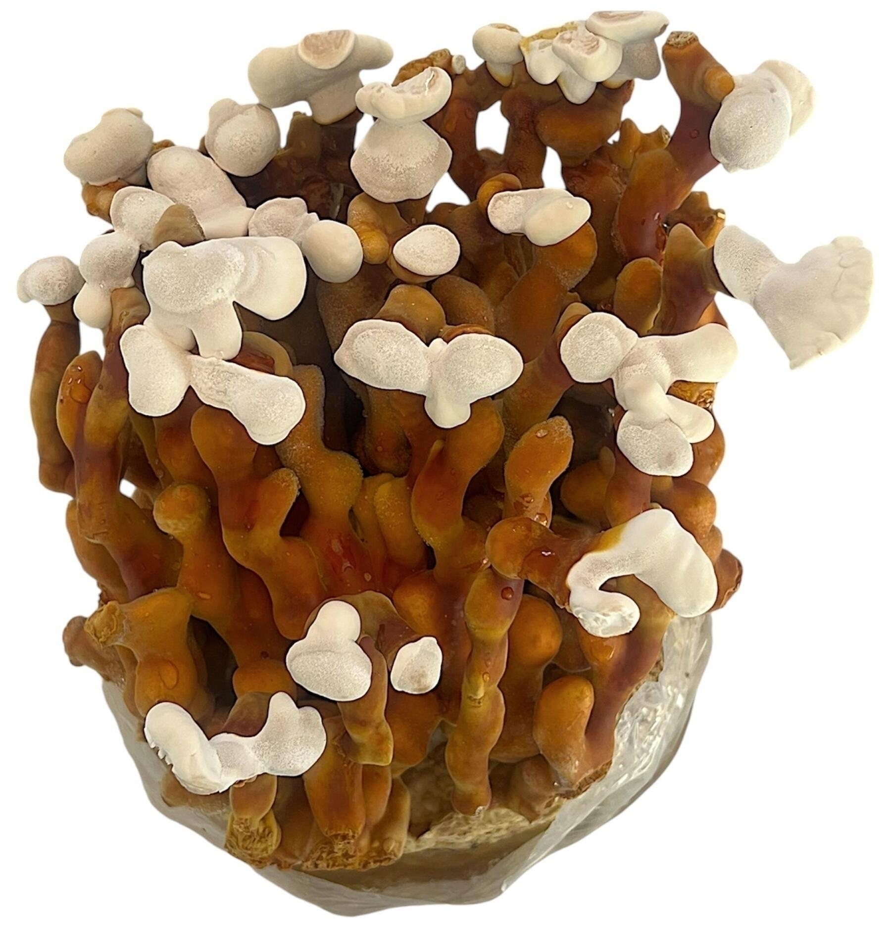 Image ofReishi Mushroom Growing Kit