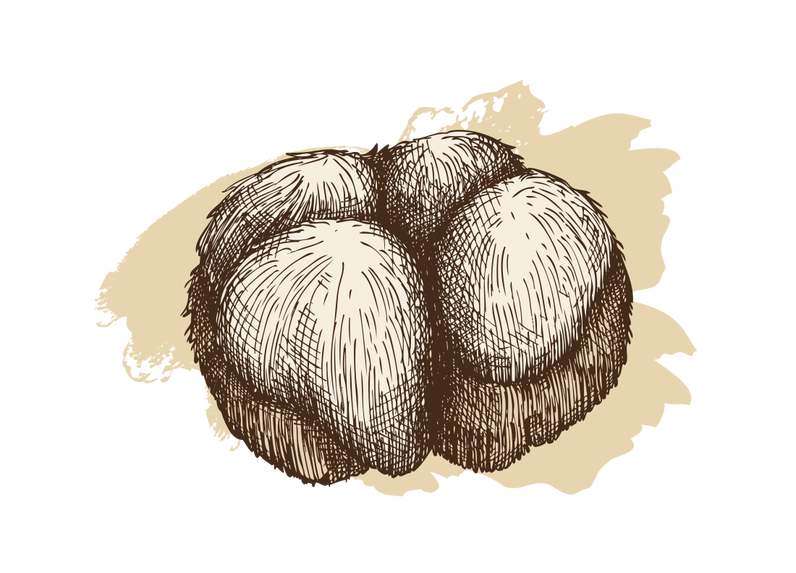 Image ofLion's Mane Mushroom Growing Kit