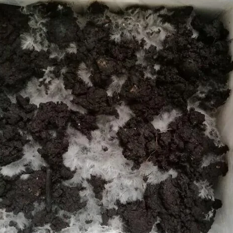 Image ofHow to remove excess mycelium buildup?