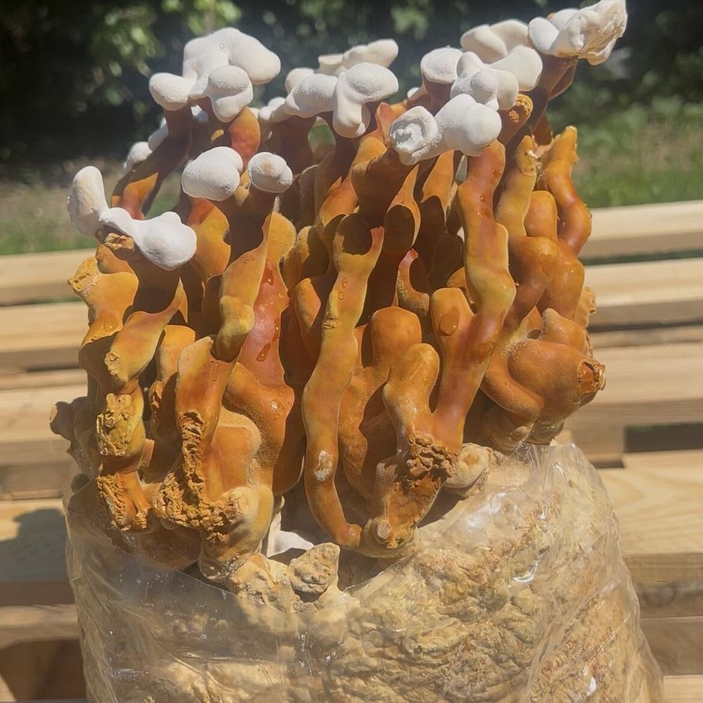 Reishi Mushroom Grow Kit Close Up View