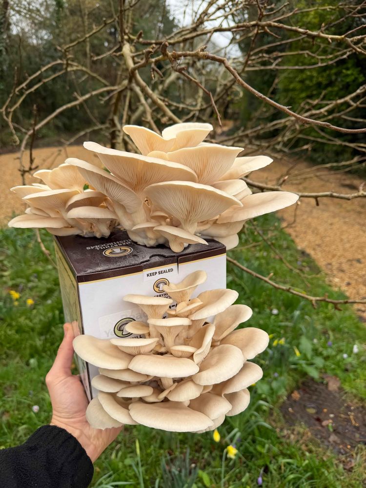 Hand holding White Oyster Mushroom Growing Kit front view