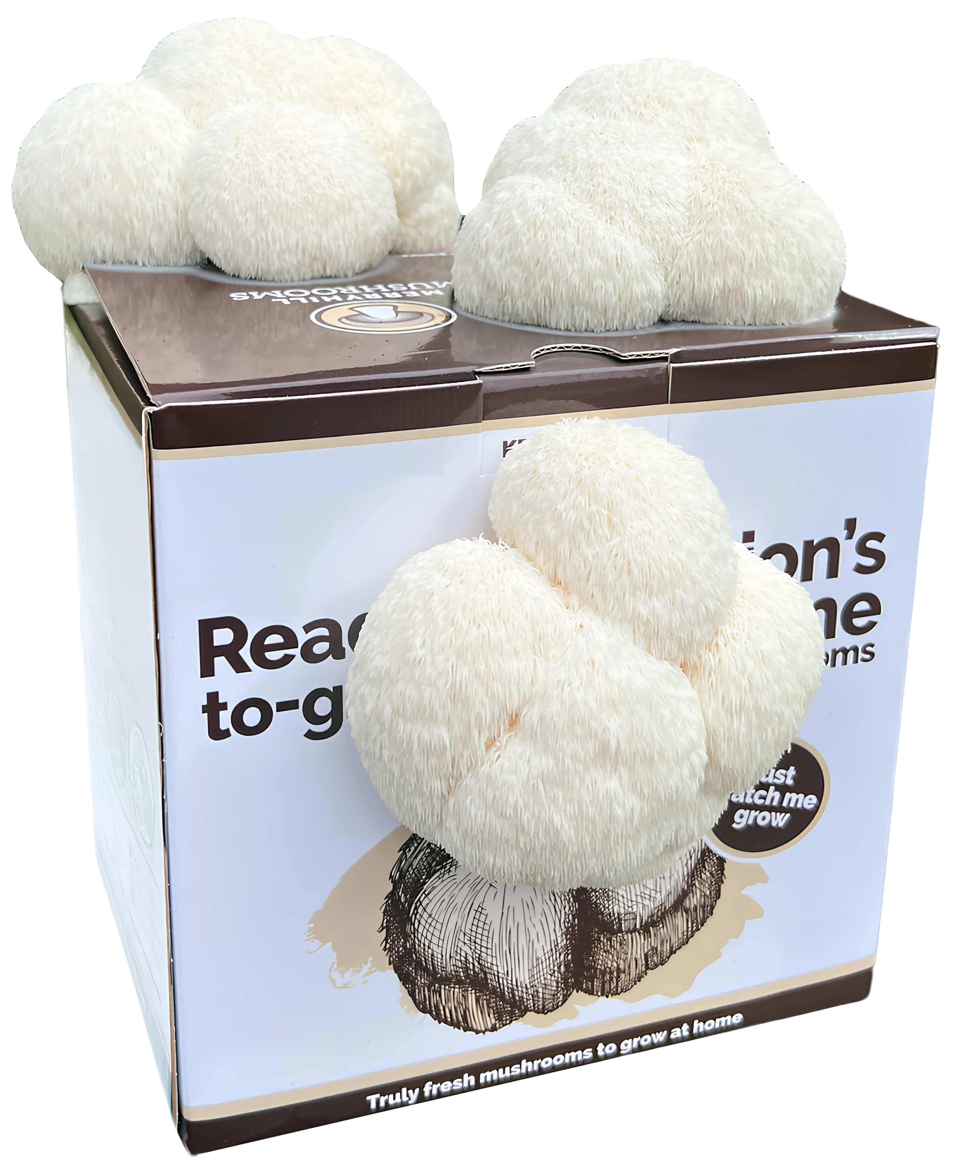 Ready Growing Lions Mane Mushroom Growing Kit