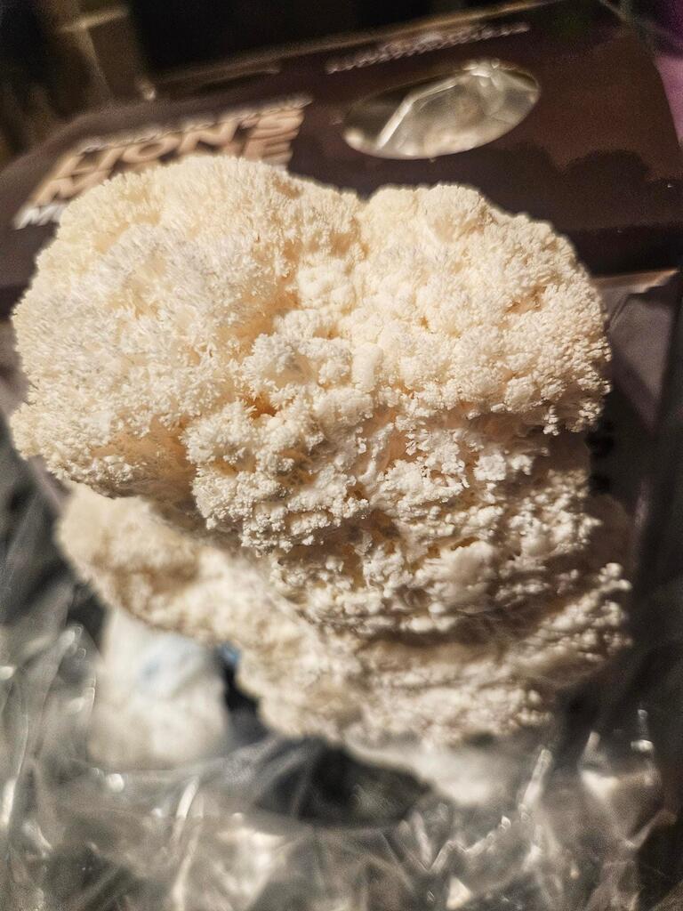 Mummy Fever - Merryhill Mushrooms Growing Kit Review
