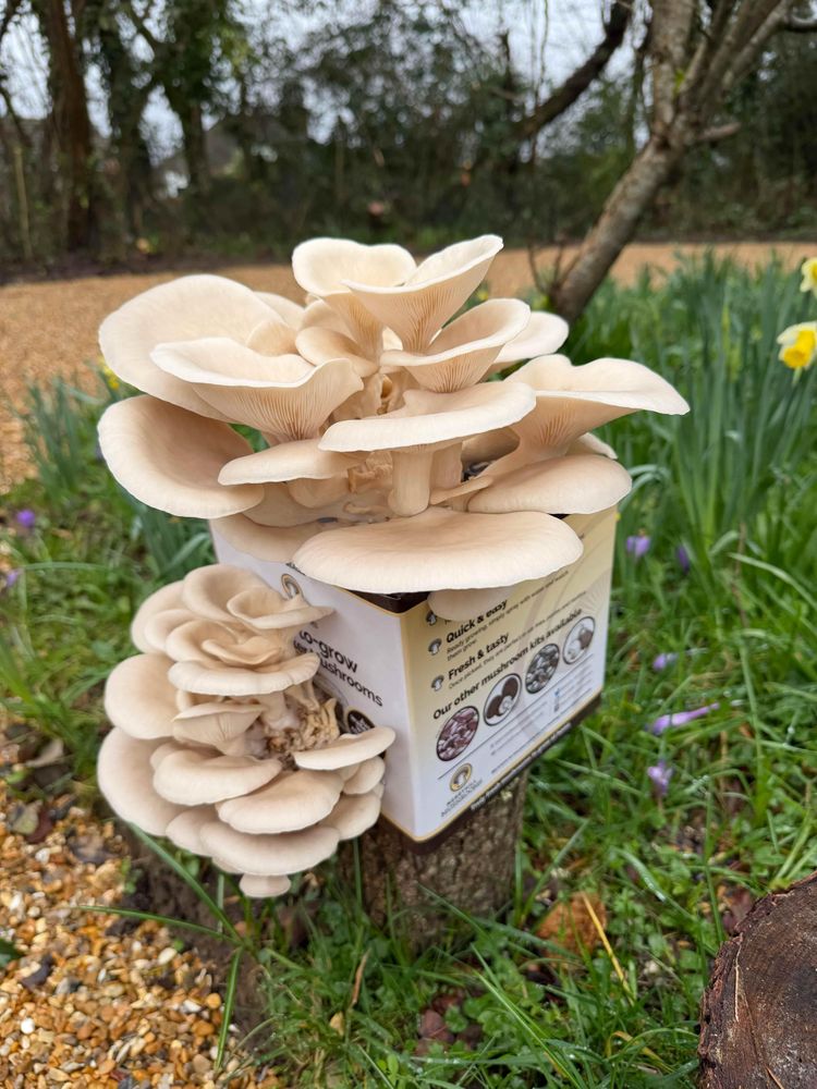White Oyster Mushroom Growing Kit side on view