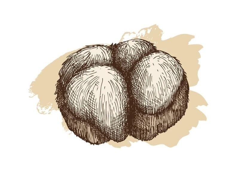 Image ofLion's Mane Mushroom Growing Kit