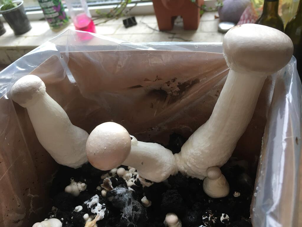 Fresh Air Exchange (FAE): What is it and why is it so important?