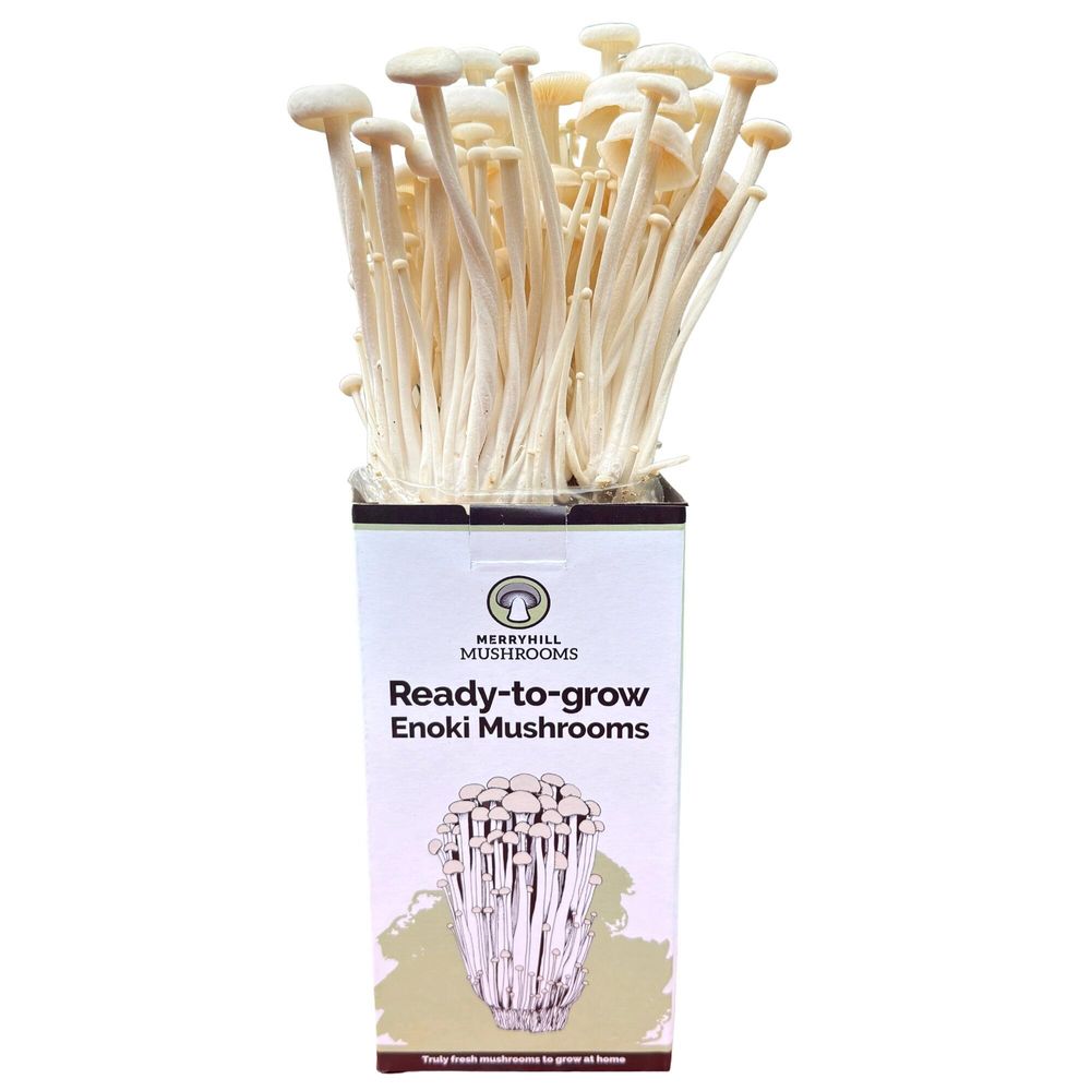 White Enoki Mushroom Growing Kit front