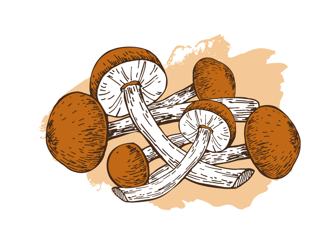 Image ofNameko Mushroom Growing Kit