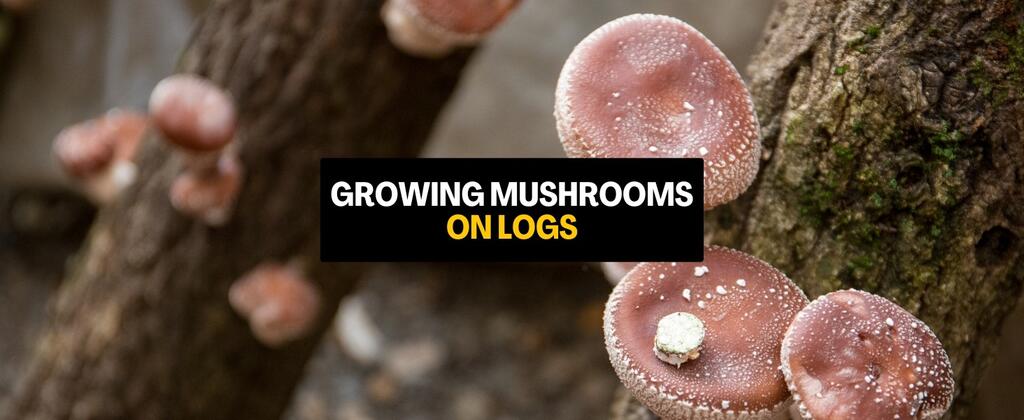 How to Grow Mushrooms on Outdoor Logs: The Complete UK Method