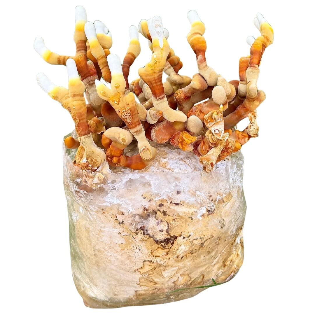 Reishi Mushroom Growing Kit