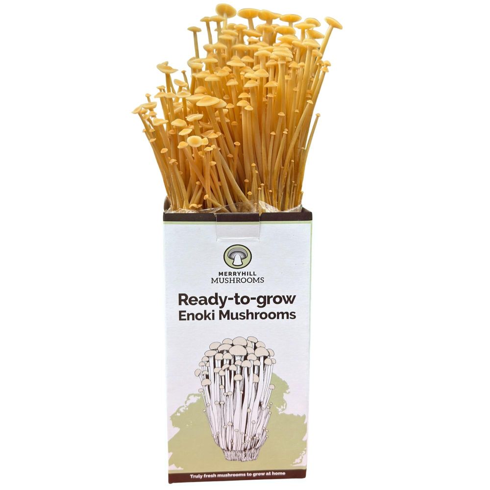 Golden Enoki Mushroom Growing Kit front view