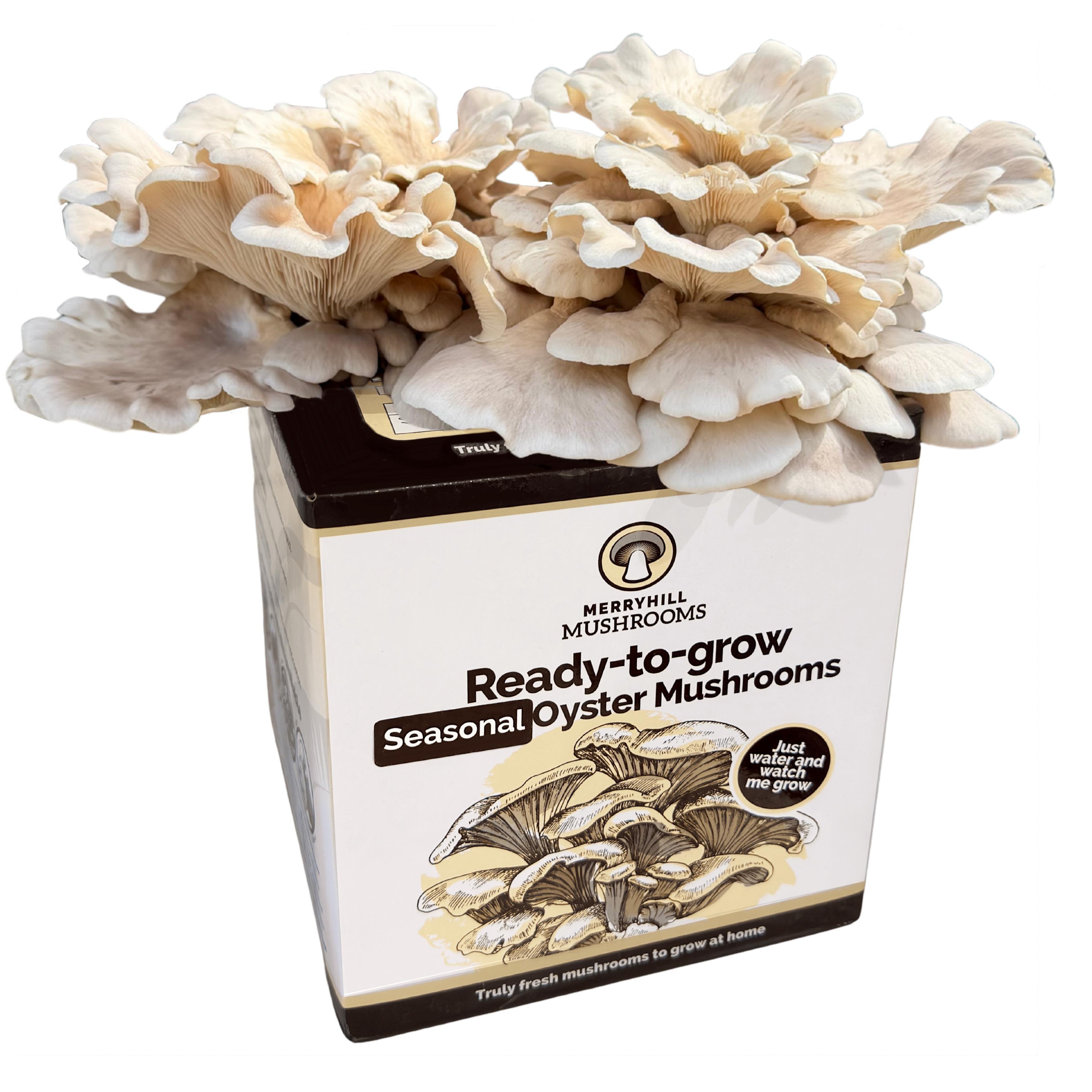 Summer Oyster Mushroom Growing Kit
