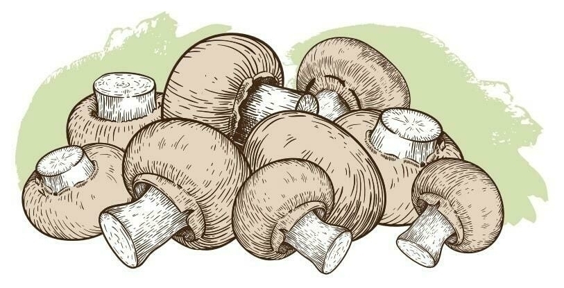 Image ofChestnut Mushroom Growing Kit