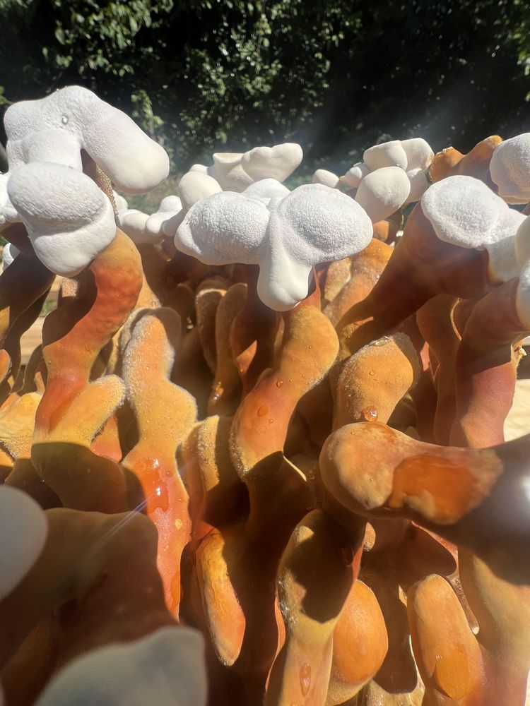 Close-up of Reishi mushroom antlers growing from ready-to-grow kit in natural light