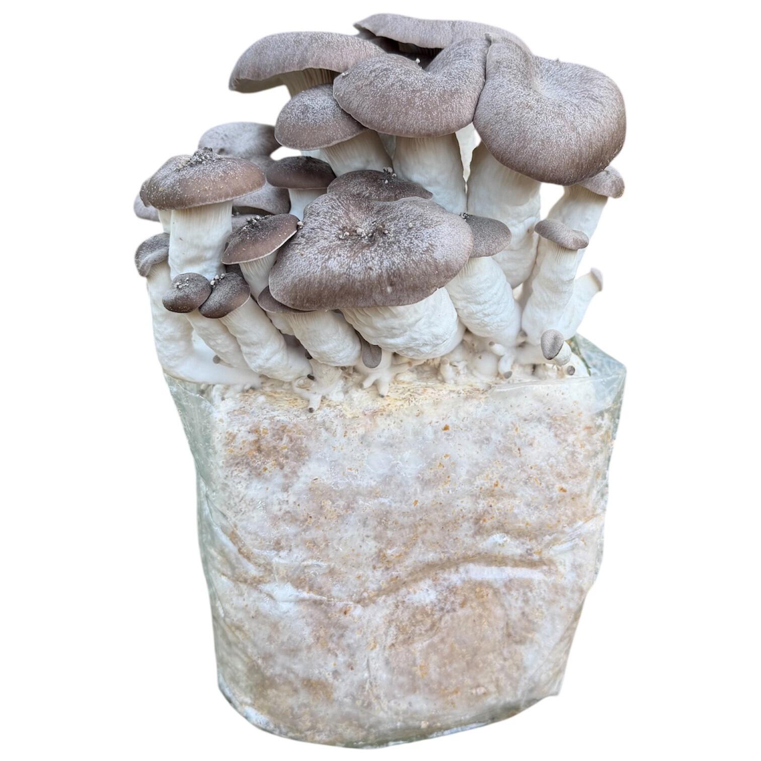Black Pearl Oyster Mushroom Growing Kit