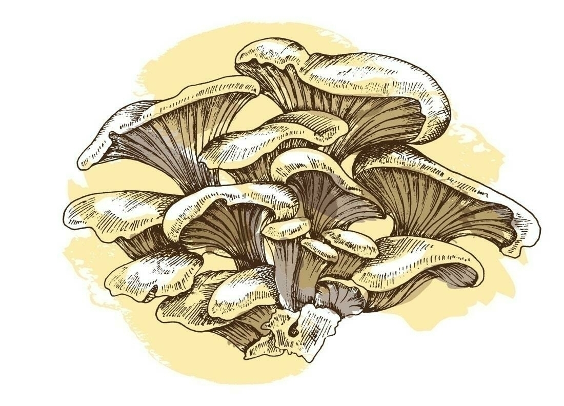 Image ofYellow Oyster Mushroom Growing Kit