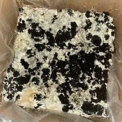Image ofWhat to do if the mycelium on your Chestnut or White kit has over colonized