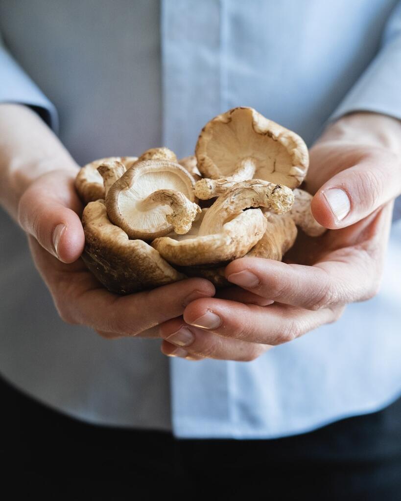 Can you eat mushrooms Raw?