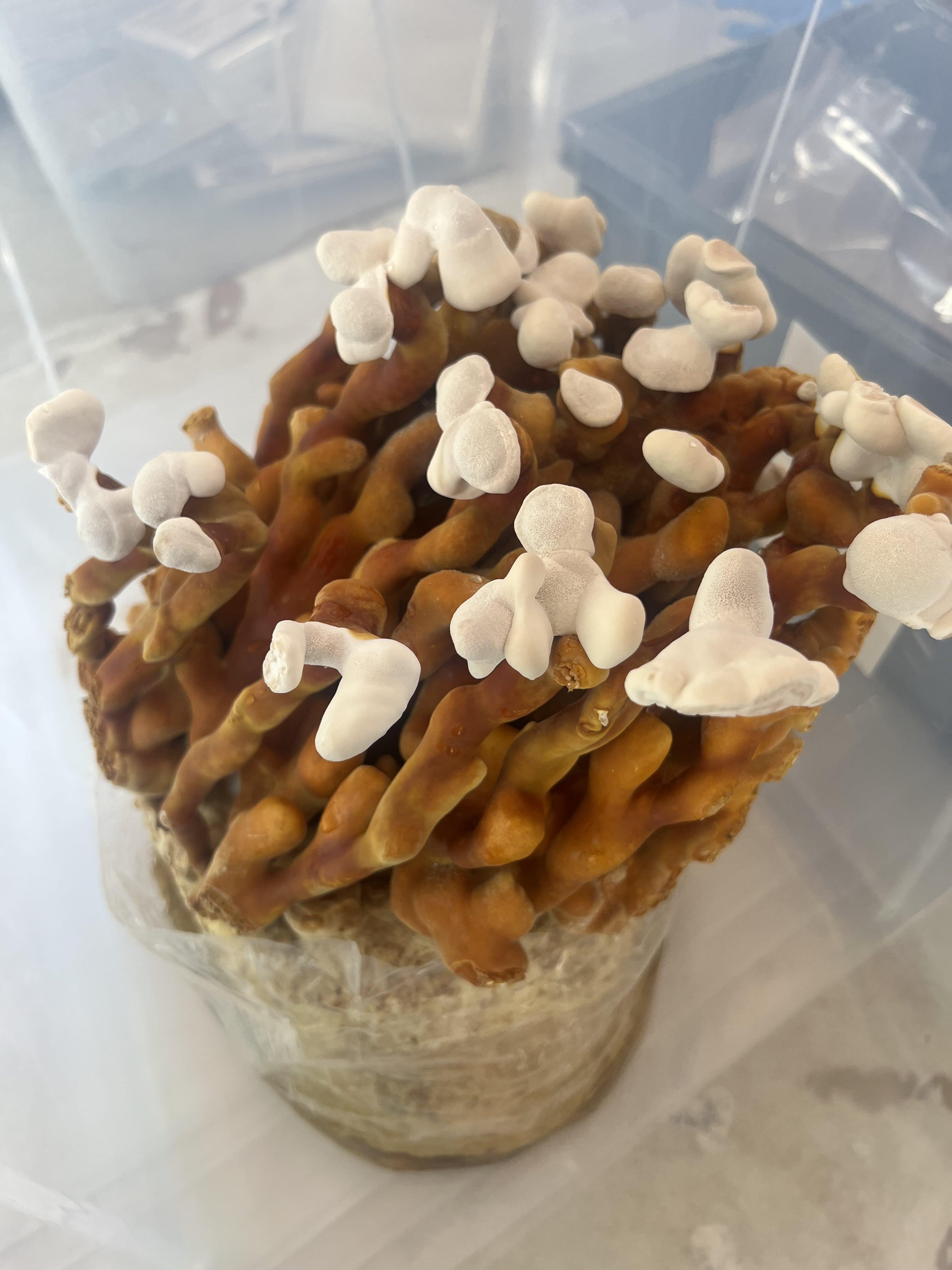Reishi mushroom growing kit in sealed bag with developing antler-shaped stems and white growing tips