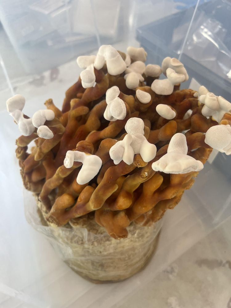 Reishi mushroom growing kit in sealed bag with developing antler-shaped stems and white growing tips