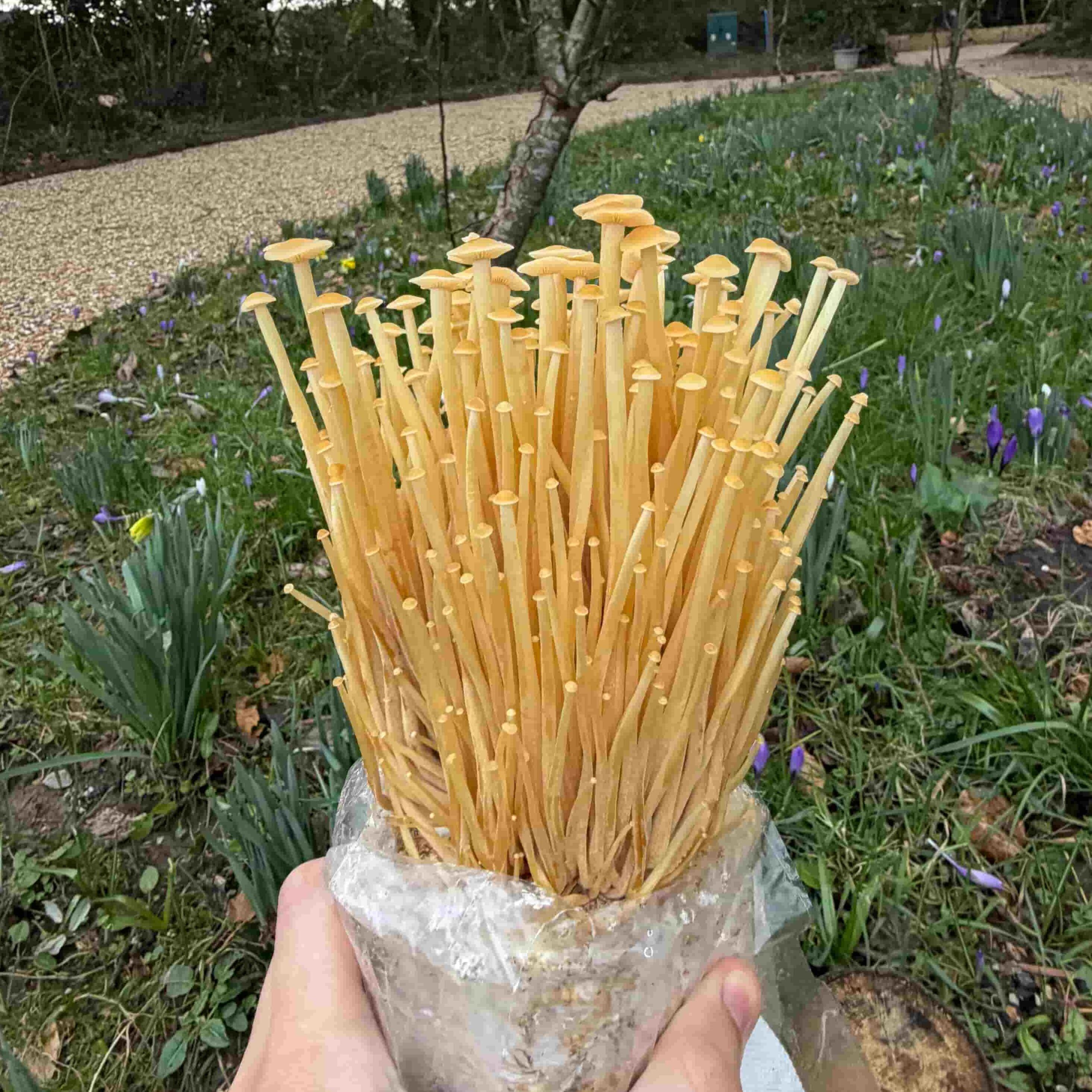 Golden Enoki Mushroom Growing Kit