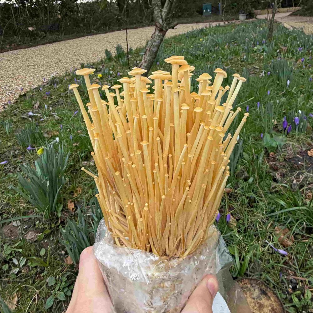 Golden Enoki Mushroom Growing Kit