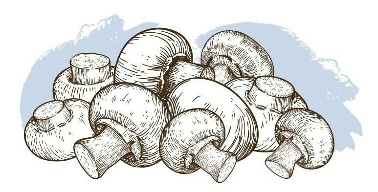 Image ofWHITE MUSHROOM KITS