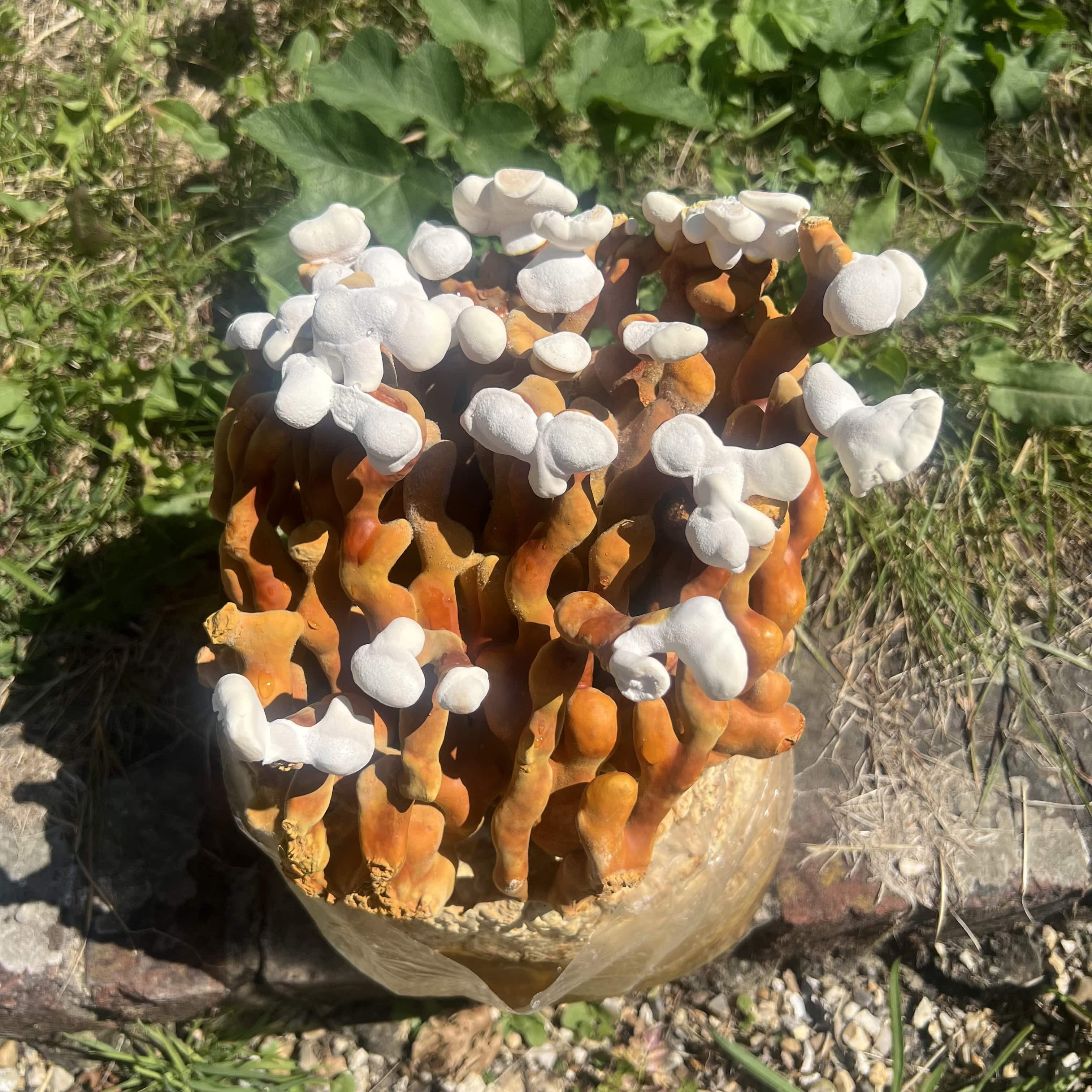 Outdoor-pictured Reishi mushroom kit with dense cluster of orange stems and bright white growing tips