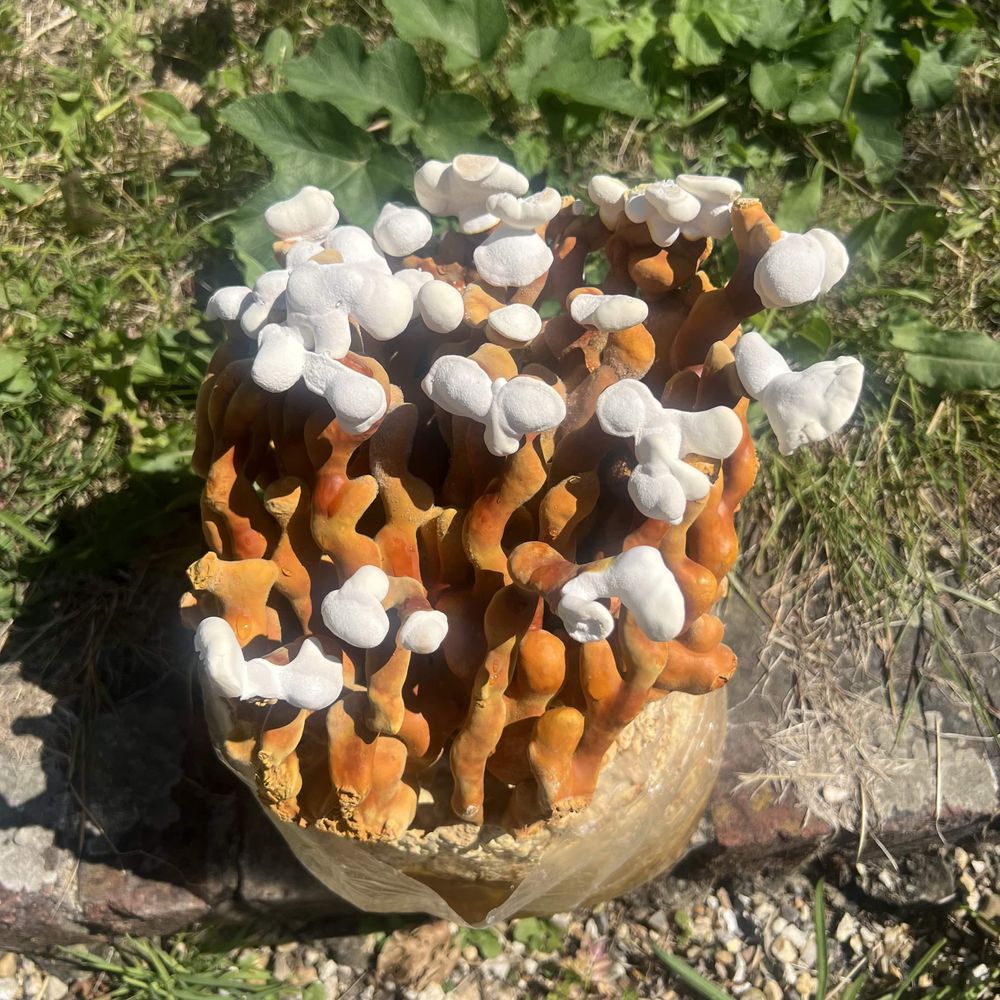 Outdoor-pictured Reishi mushroom kit with dense cluster of orange stems and bright white growing tips