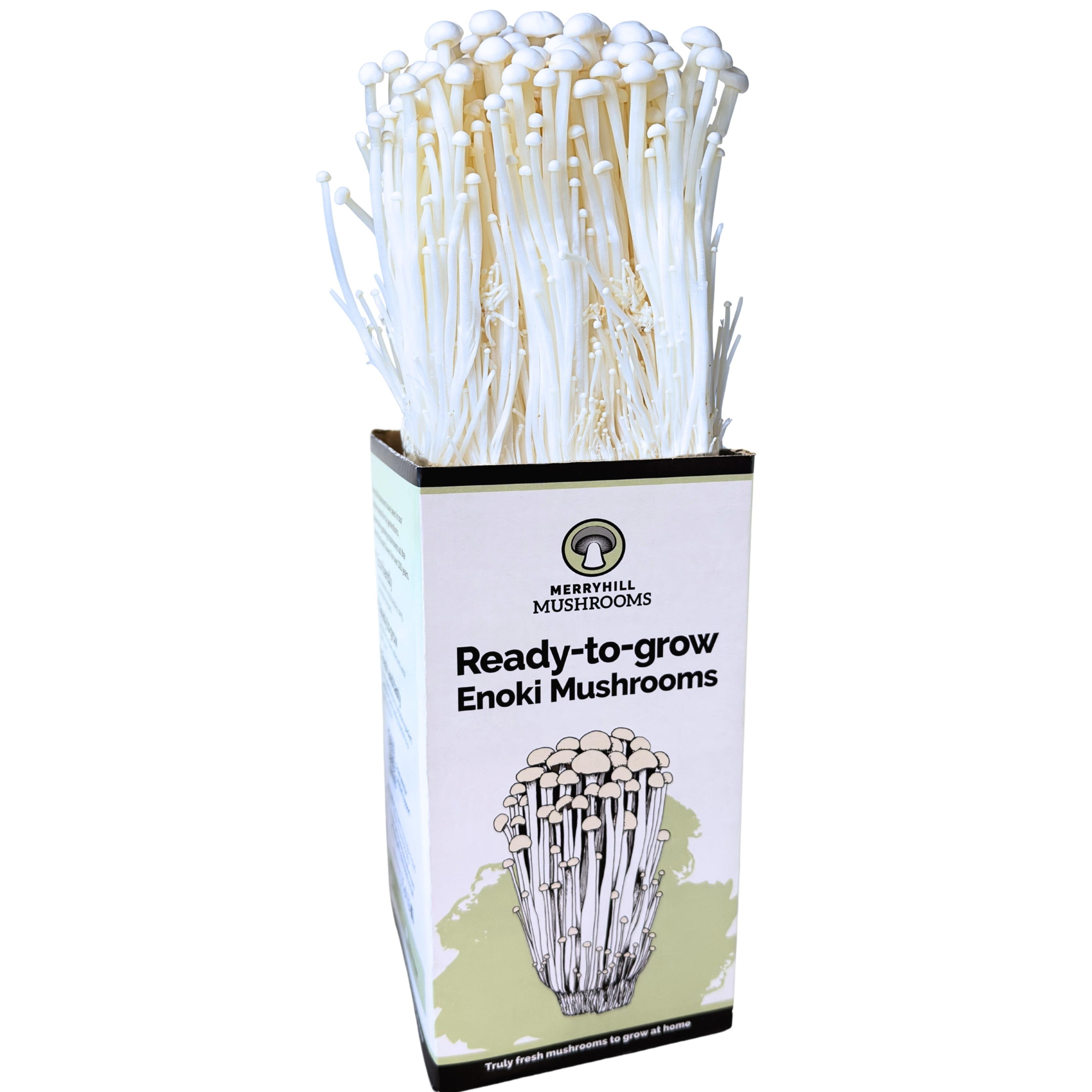 White Enoki Mushroom Growing Kit