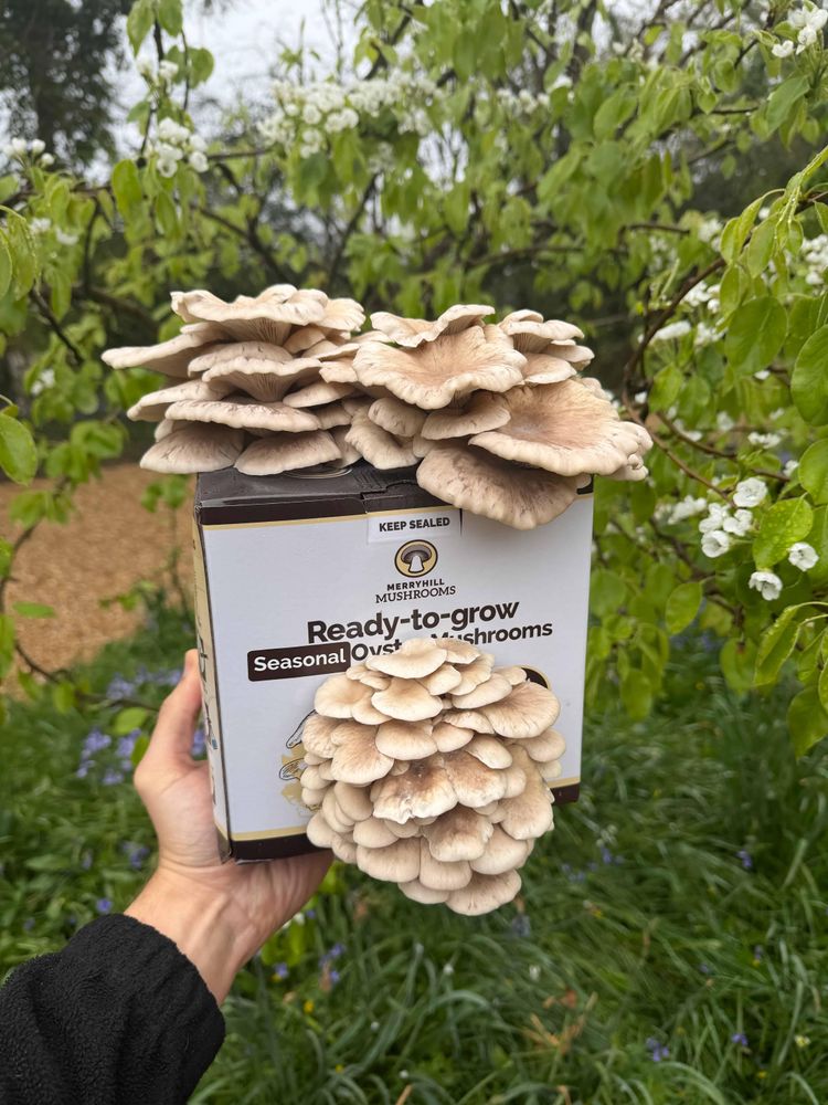 Summer Oyster Mushroom Growing Kit outdoors