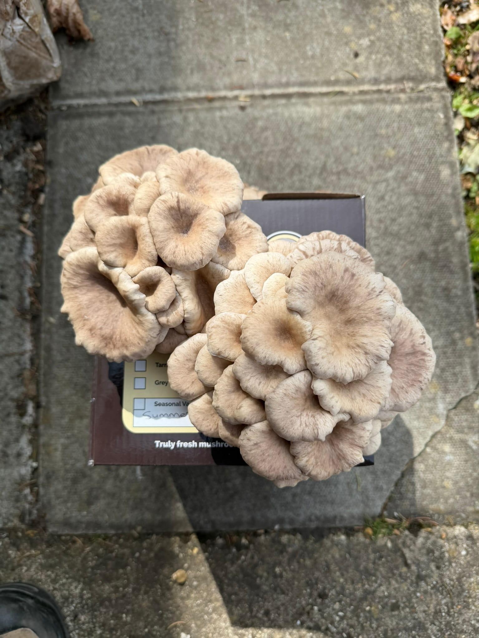 Summer Oyster Mushroom Growing Kit top down view