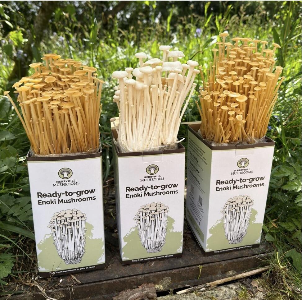 Enoki Mushroom Grow Kit Range