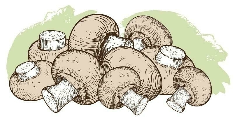 Image ofCHESTNUT MUSHROOM KITS