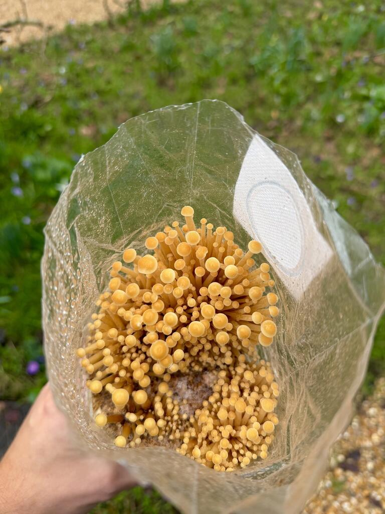 Exciting New Mushroom Kit Varieties Coming Soon!