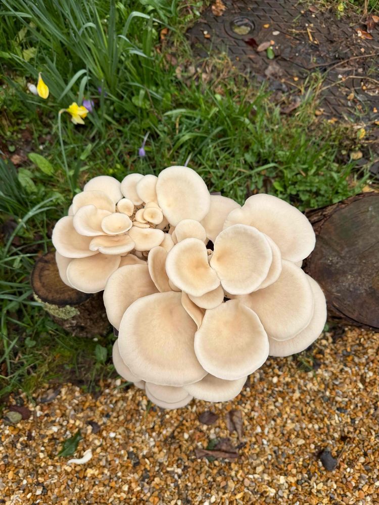 White Oyster Mushroom Growing Kit Top down view
