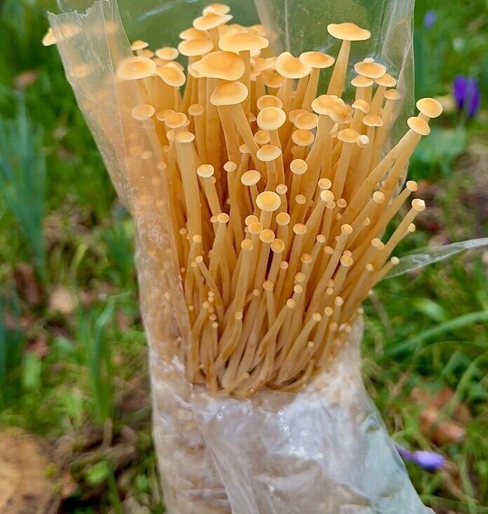 Golden Enoki Mushroom Growing Kit crop