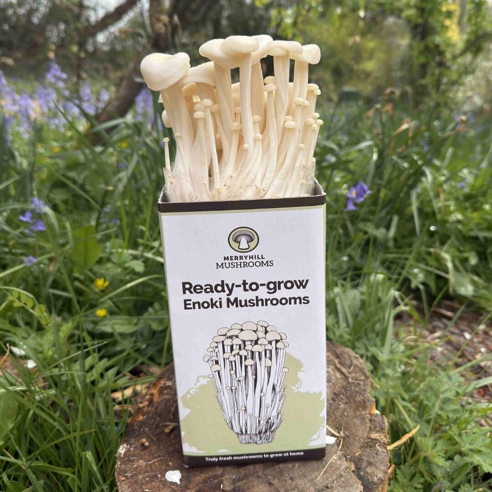 White Enoki Mushroom Growing Kit on grass background