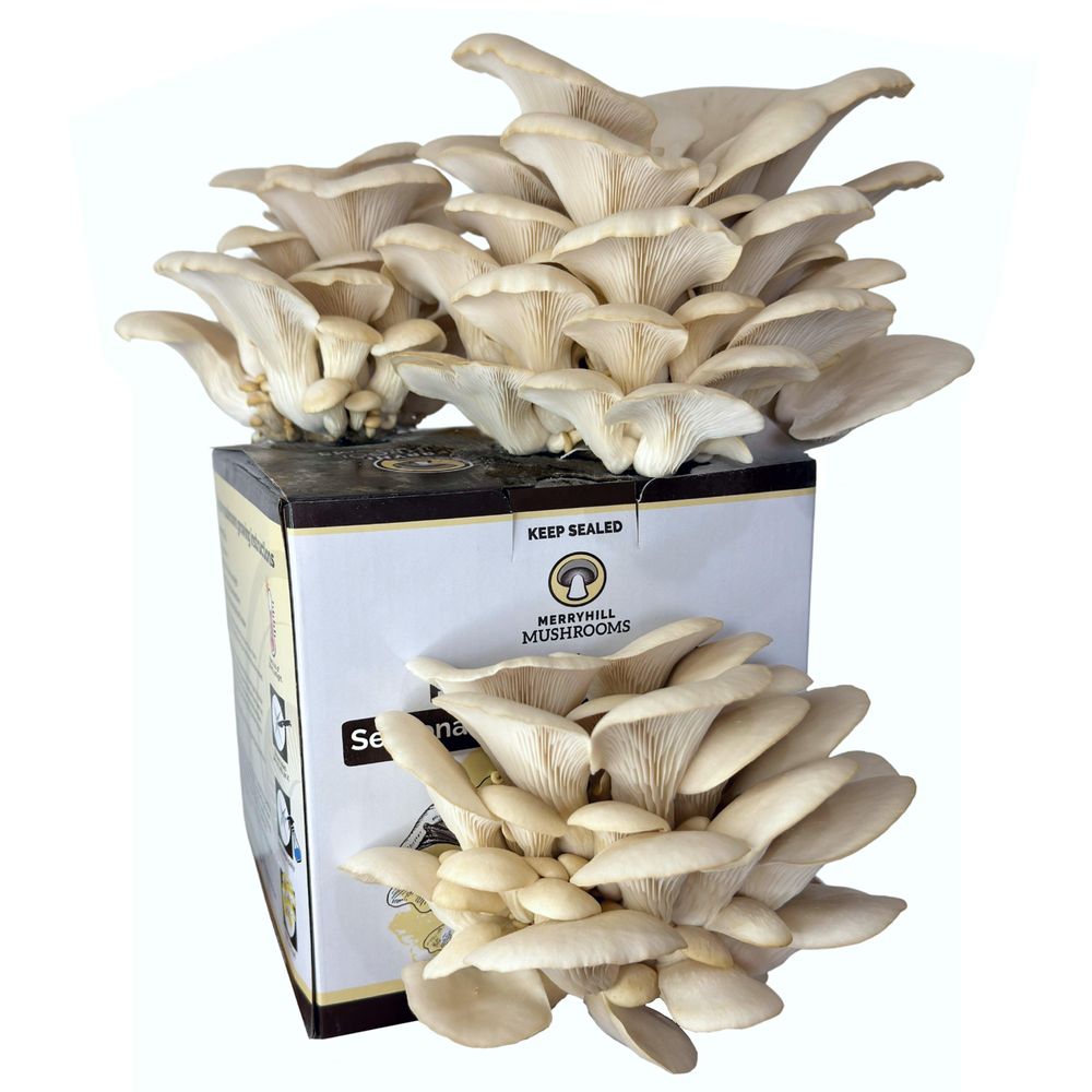 White Oyster Mushroom Growing Kit