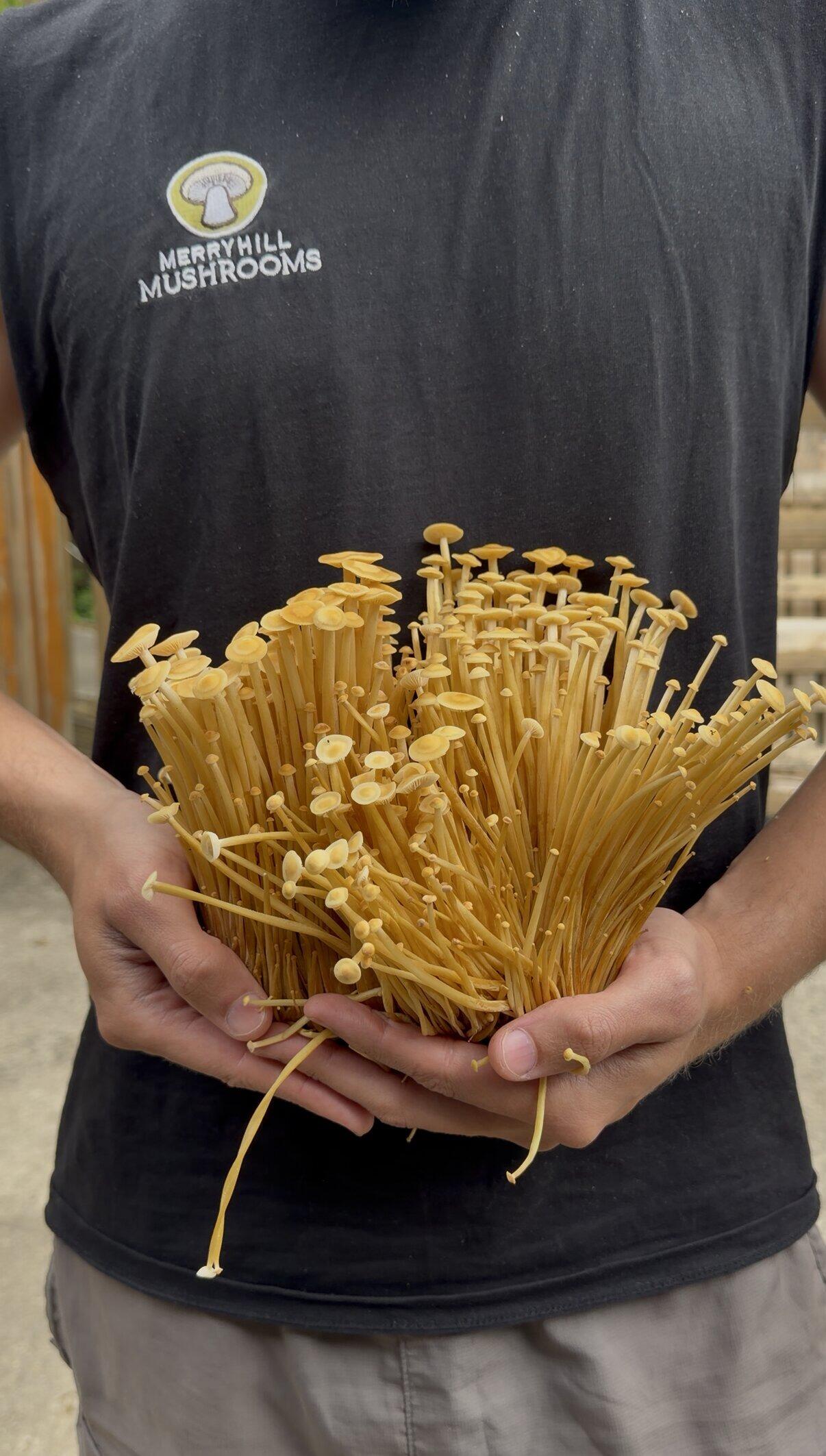 Man Holding Crop of Golden Enoki Mushrooms