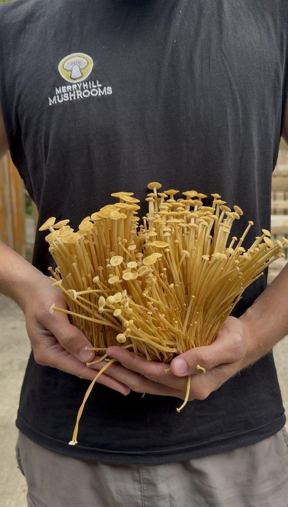 Man Holding Crop of Golden Enoki Mushrooms
