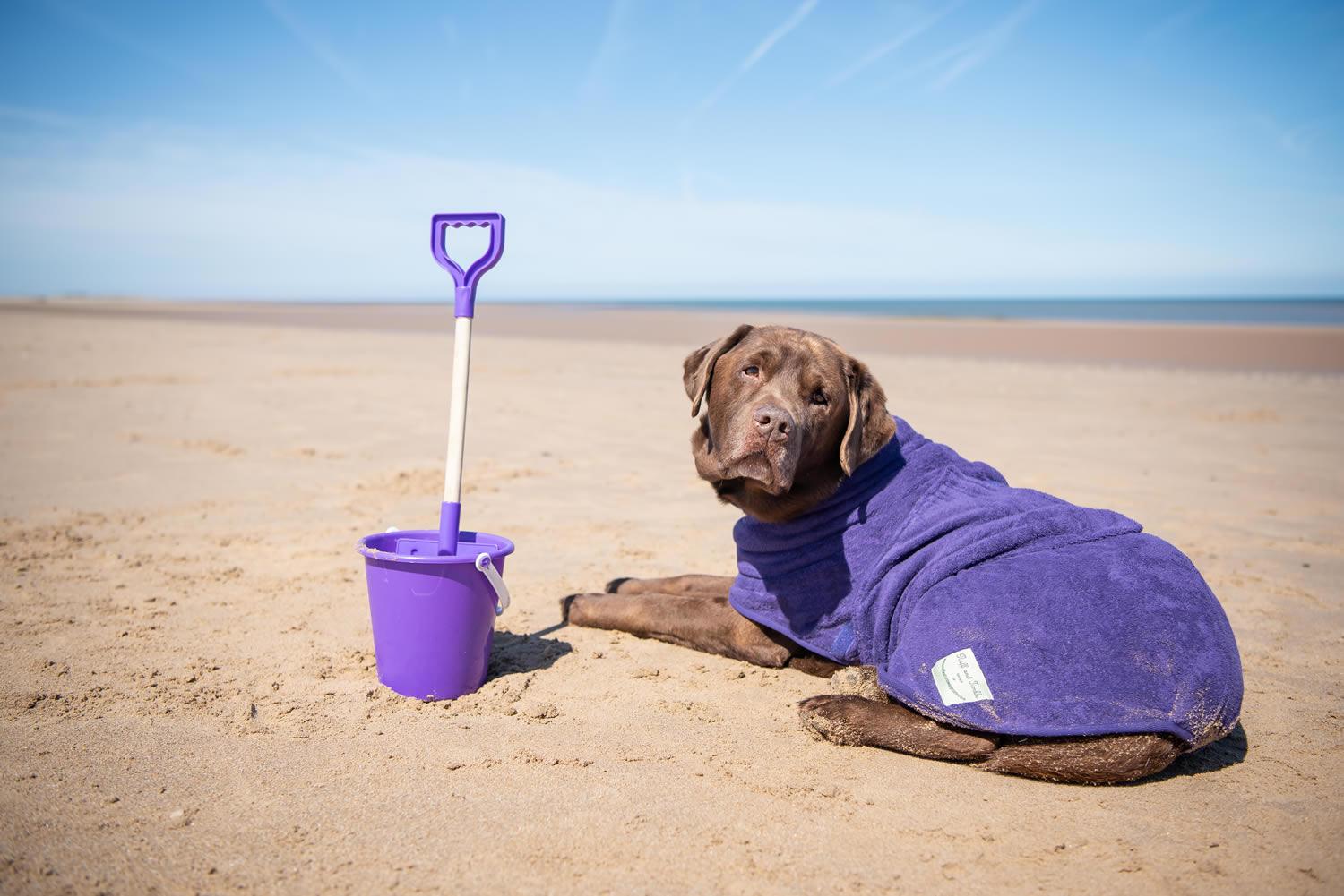 dog on beach in drying coat