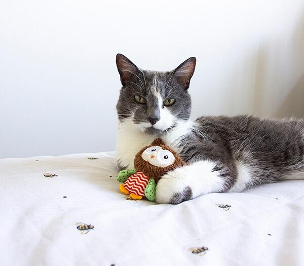 Cat with Boggle Cat toy