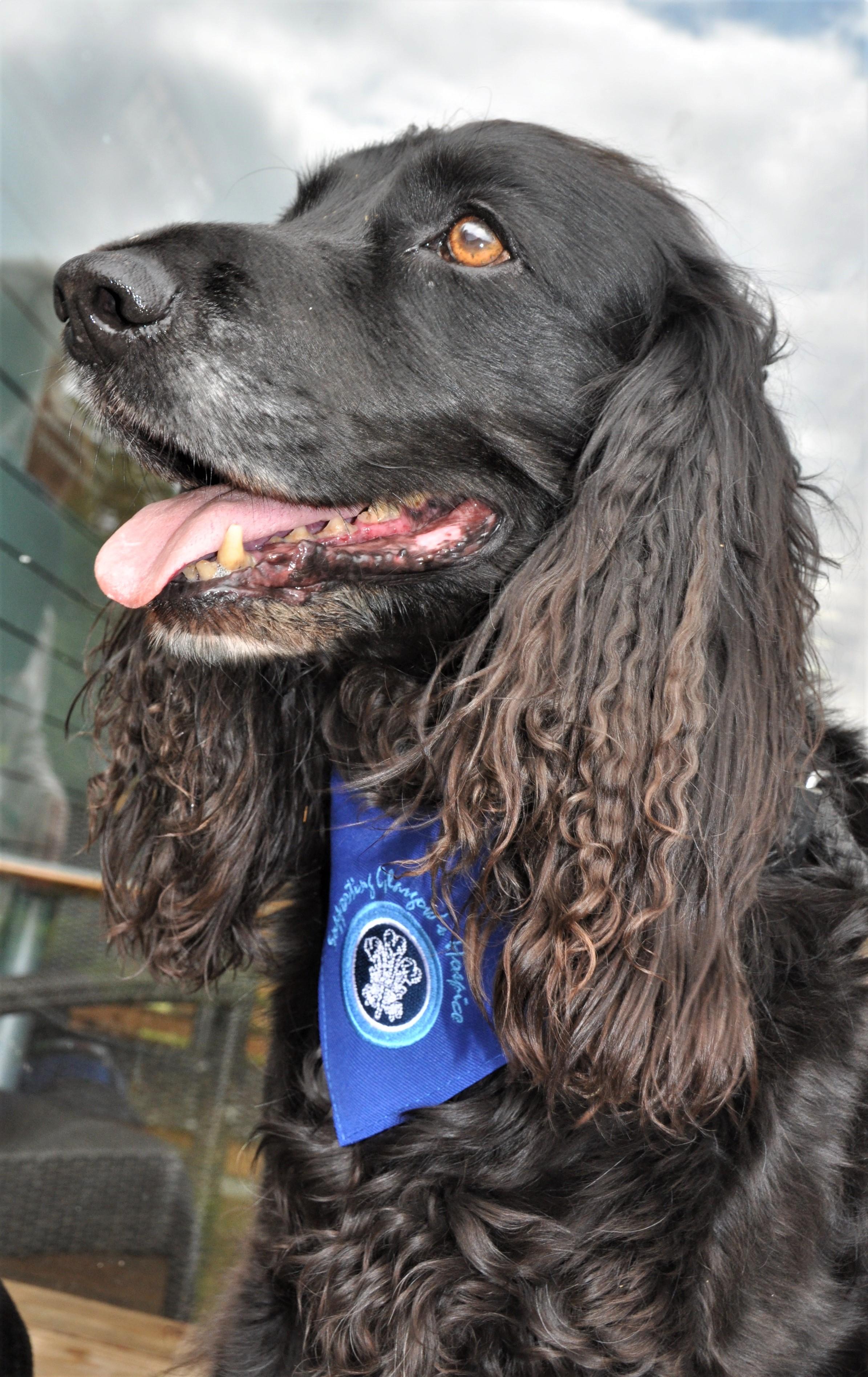 Glasgow Hospice Bandana