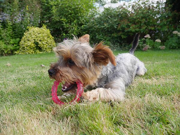 Biosafe pink puppy ring with dog