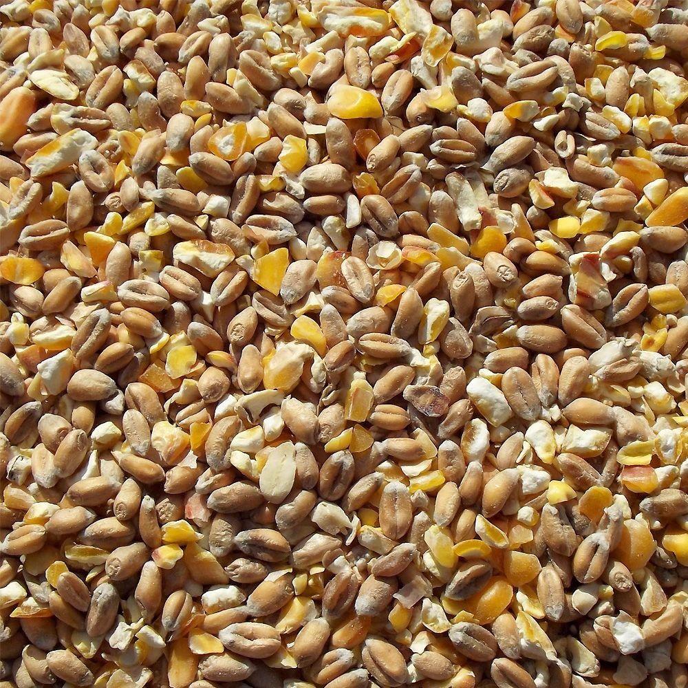 gibb of galston mixed corn